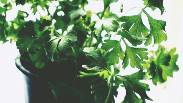 Met Gala 2025 Banned Foods amp amp Dining