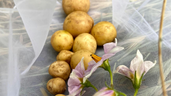 Potato Recipes For World Potato Day