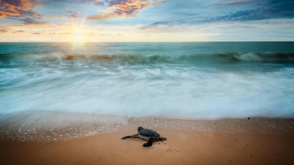 Interesting Facts About Sea Turtles