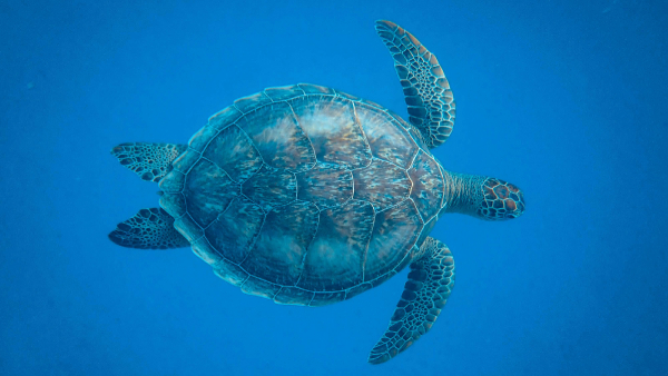 Interesting Facts About Sea Turtles