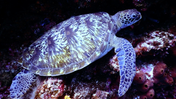 Interesting Facts About Sea Turtles