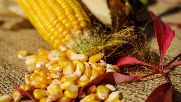 Recipes For Corn Cob And Chocolate Cake