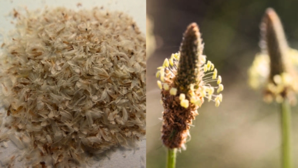 Is Psyllium Husk Trending as the Natural Ozempic 5 Health Benefits and Hidden Risks You Should Know Is Psyllium Husk Trending as the Natural Ozempic 5 Health Benefits and Hidden Risks You Should Know
