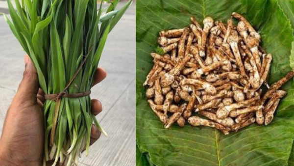 Monsoon Vegetables You Must Try Monsoon Vegetables You Must Try