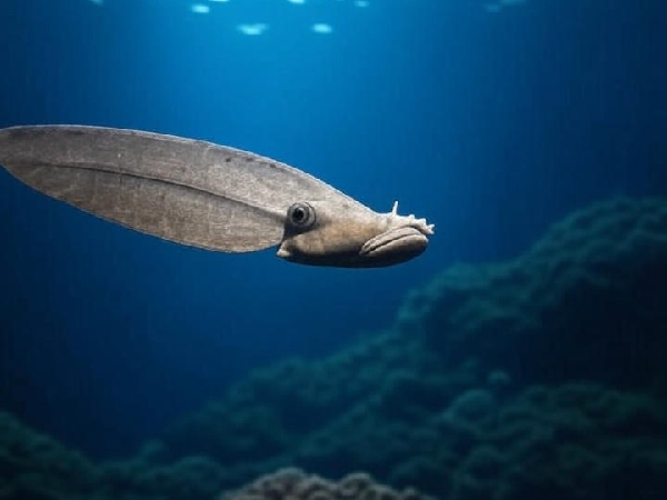 Rare Doomsday Fish Spotted In Tamil Nadu