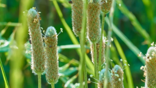 Is Psyllium Husk Trending as the Natural Ozempic 5 Health Benefits and Hidden Risks You Should Know Is Psyllium Husk Trending as the Natural Ozempic 5 Health Benefits and Hidden Risks You Should Know