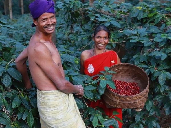 Araku Coffee Heads To UK Stores