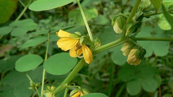 This Monsoon Weed Might Actually Work Better Than Your Antifungal Ointment Here s Why This Monsoon Weed Might Actually Work Better Than Your Antifungal Ointment Here s Why