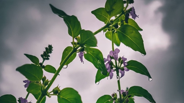 Sawan 2025 Don t Use Wrong Flower What To Offer Lord Shiva During Shravan Month For Peace And Prosperity