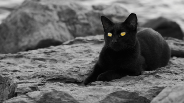 Why Black Cats Are Seen as Unlucky