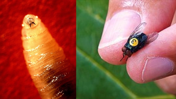 Deadly Screwworm Outbreak Why The Flesh-Eating Parasite Is A Nightmare Know How It Spreads And Harms Deadly Screwworm Outbreak Why The Flesh-Eating Parasite Is A Nightmare Know How It Spreads And Harms