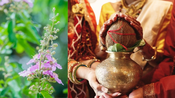 Tulsi Vivah 2025 Remedies For Couples To Remove Problems In Marriage Transform Relationships