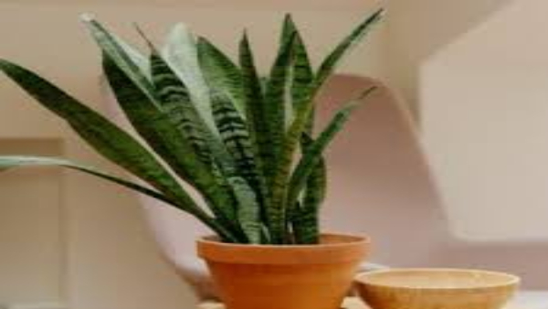 Snake-plant Snake-plant