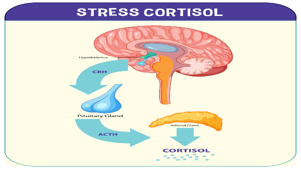 stress-cortisol stress-cortisol