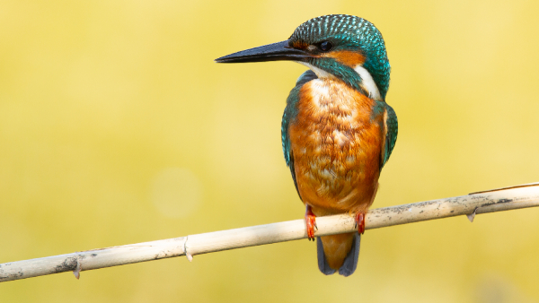 January 5 Is All About Birds