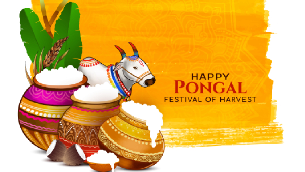 Four Days Of Pongal Explained Four Days Of Pongal Explained