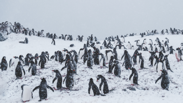 Penguin Awareness Day Must-Know Tips