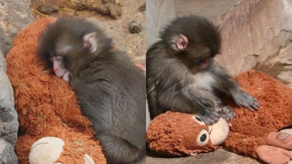 Baby Monkey Punch Steals Hearts Baby Monkey Punch Steals Hearts