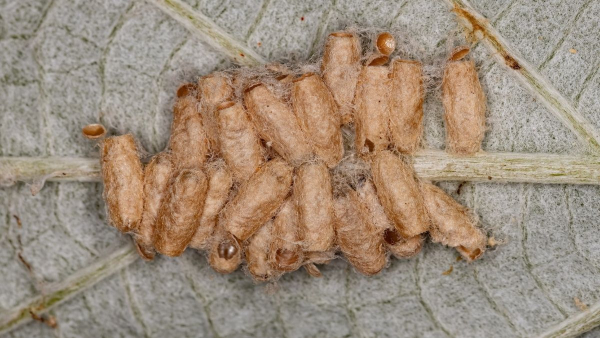 Cyclospora-due-to-contaminated-food