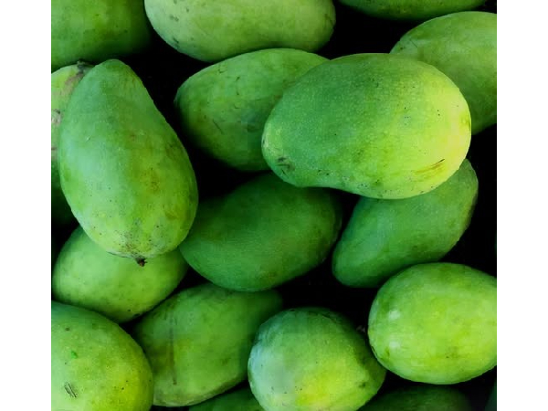 Uttar Pradesh Mango Legacy Uttar Pradesh Mango Legacy