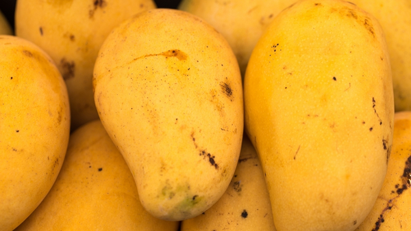 how-to-check-artificially-ripened-mango how-to-check-artificially-ripened-mango
