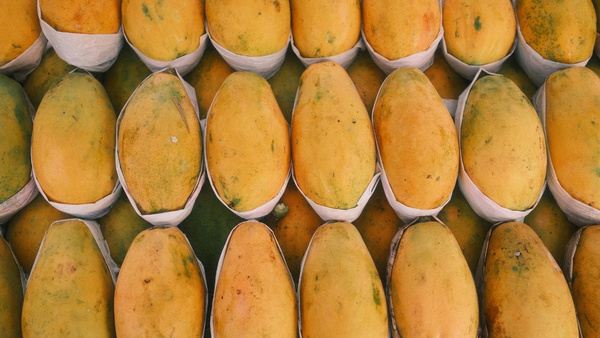 fumigation-of-mangoes fumigation-of-mangoes
