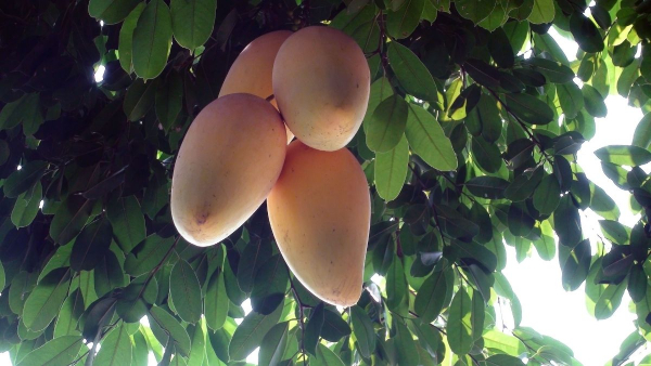 artificially-ripened-mango artificially-ripened-mango