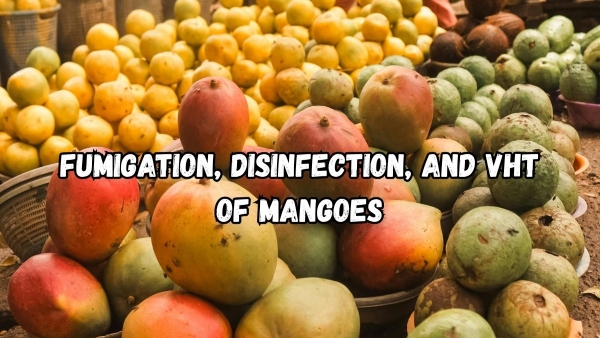 Fumigation-Disinfection-VHT-of-mangoes Fumigation-Disinfection-VHT-of-mangoes