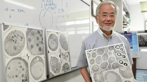 Yoshinori-Ohsumi Yoshinori-Ohsumi