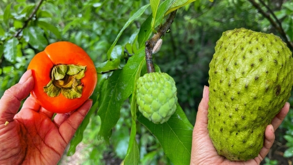 The Truth About Ramayana Fruits
