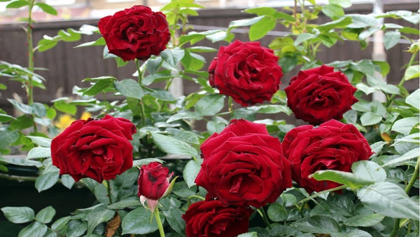 Roses Roses