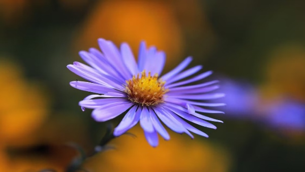 Aster Aster