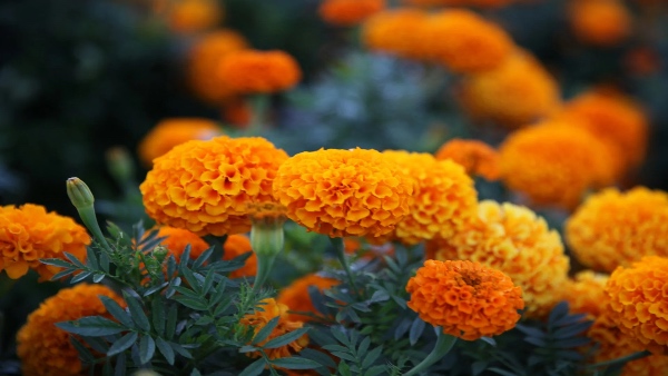 Marigold Marigold