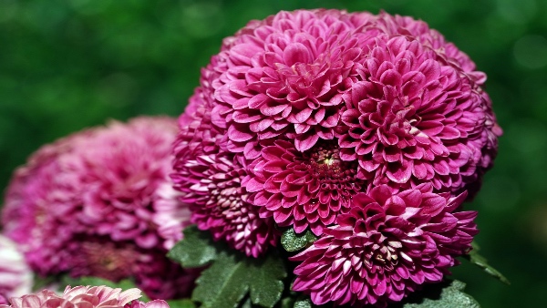 chrysanthemums chrysanthemums