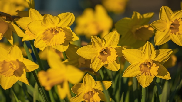 daffodils daffodils
