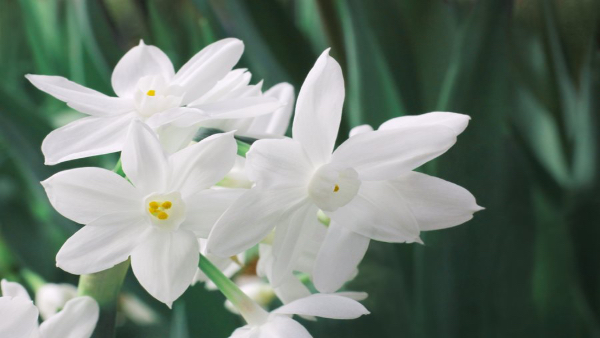 paperwhite narcissus flowers paperwhite narcissus flowers