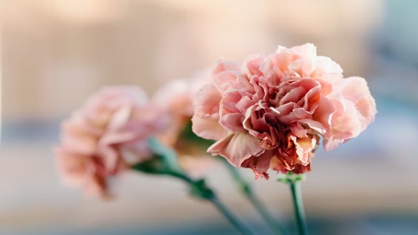 January-flower-month-carnation January-flower-month-carnation