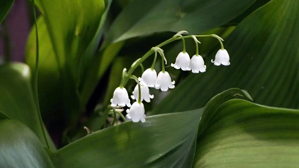 Lily Lily