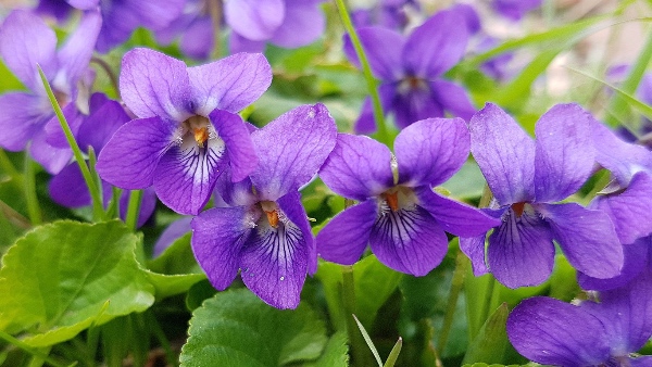 Feb-flower-month-violet Feb-flower-month-violet