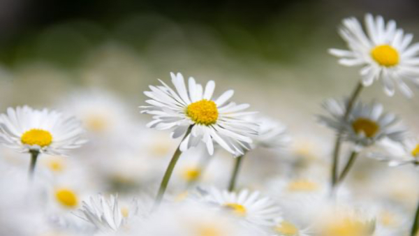 Daisies Daisies