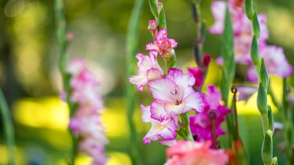 Gladiolous Gladiolous