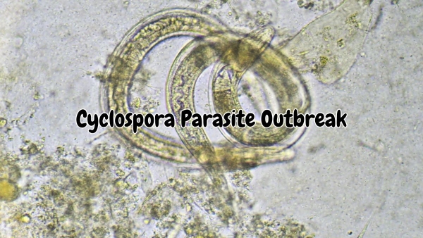 Cyclospora Parasite Outbreak Cyclospora Parasite Outbreak