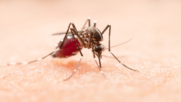 malaria malaria