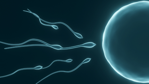 sperm sperm