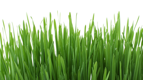 Durva-grass Durva-grass