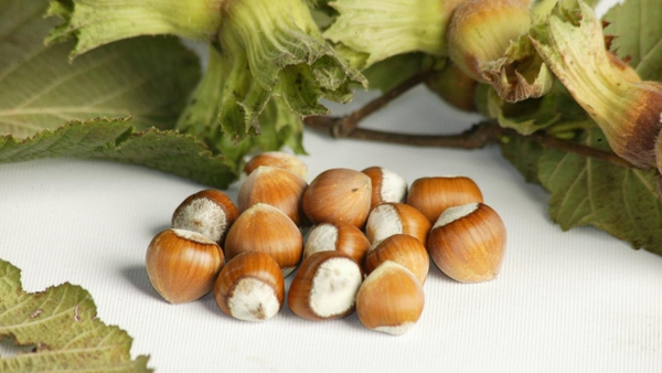 hazlenuts