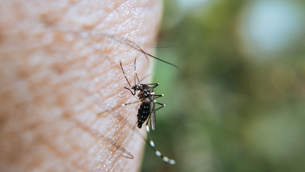 mosquitoes-breeding mosquitoes-breeding