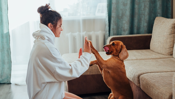 dogs-as-pets dogs-as-pets