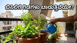 ಬಿಸಿಲ ಬೇಗೆಯಿಂದ ತತ್ತರಿಸಿದೆಯೇ? ನಿಮ್ಮ ಮನೆ ಮತ್ತು ಗಿಡಗಳನ್ನು ತಂಪಾಗಿರಿಸಲು ಇಲ್ಲಿದೆ ಮ್ಯಾಜಿಕ್ ಟಿಪ್ಸ್