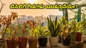 ಬಿಸಿಲಿಗೆ ಬಾಲ್ಕನಿ ಗಿಡಗಳು ಬಾಡುತ್ತಿವೆಯೇ? ಈ 5 ಸರಳ ಟ್ರಿಕ್ಸ್ ಬಳಸಿ ಗಿಡಗಳನ್ನು ಶಾಶ್ವತವಾಗಿ ಉಳಿಸಿಕೊಳ್ಳಿ!